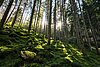 Sonnenstrahlen schimmern durch einen bemoosten Wald.