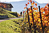 Ein Mann geht durch einen Weinberg mit Bergen im Hintergrund.