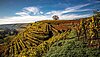 Weinberge im Herbst mit goldenen Weinreben und blauem Himmel.