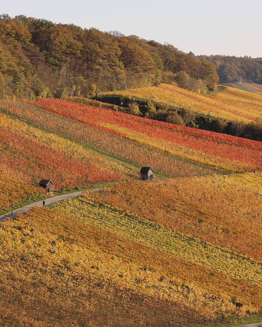 Ein malerischer Weinberg mit farbenfrohen Reben und einer Straße
